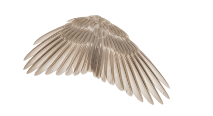 Isolated spread bird wings, plumage in detail, feather structure, flying avian concept