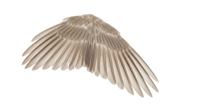 Isolated spread bird wings, plumage in detail, feather structure, flying avian concept
