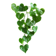 A close-up view of a green heart-shaped leaf plant