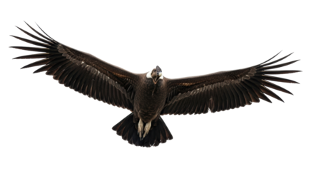 Isolated Andean condor with outstretched wings, powerful bird of prey in flight, wild bird