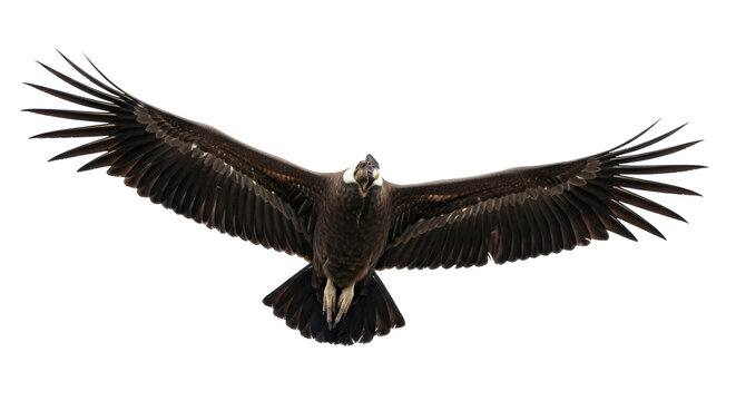 Isolated Andean condor with outstretched wings, powerful bird of prey in flight, wild bird