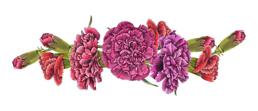 Watercolor illustration red and pink carnation bouquet with green stems and leaves in realistic botanical style. for floristry packaging greeting cards textiles Mothers Day Memorial Day May 9.