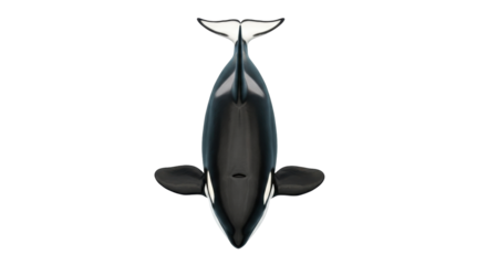 Isolated killer whale swimming upward from above in realistic style, marine animal, top view