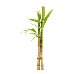 A serene shot of a lucky bamboo plant, embodying tranquility and natural beauty