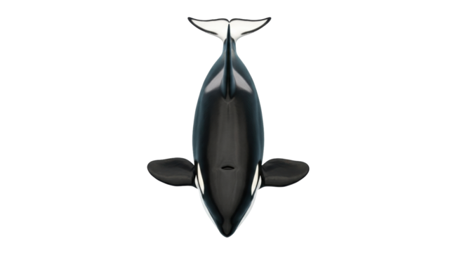 Isolated killer whale swimming upward from above in realistic style, marine animal, top view