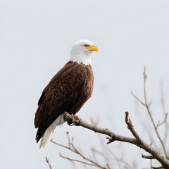 Obraz premium Bald Eagle Perched on Branch A Majestic Display of American Wildlife in Natural Habitat