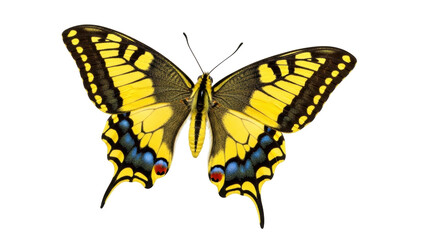 Isolated Swallowtail Butterfly on a Bright Day with Striking Colors and Intricate Details