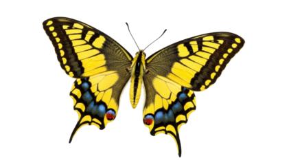 Isolated Swallowtail Butterfly on a Bright Day with Striking Colors and Intricate Details