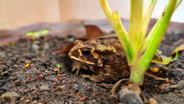 frog in the grass - Powered by Adobe