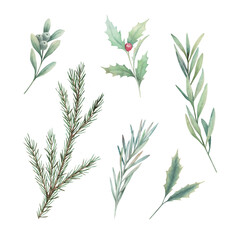Watercolor eucalyptus, spruce  branches and holly. Botanical greenery set. Isolated images on white background. Art print