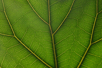 Green Leaf Veins Macro SeriesA vibrant collection of macro photographs showcasing the intricate vein structure of green leaves. The images reveal stunning natural patterns, organic textures, and rich 