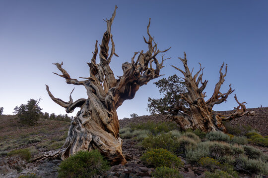 Ancient Bristlecone Pine Tree in White Mountains, CA. Home to the oldest living trees on Earth.