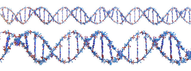Human DNA double helix molecular structure composed of nucleotides: sugar, phosphates, hydrogen bonds, nitrogenous bases. Medicine science research, crispr genetic bio technology, scientific model PNG