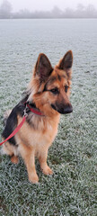 Obedient German Shepherd dog sits on frosty field waiting for instructions from its owner as it enjoys being outdoors for exercise on a winters day.