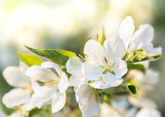 Beautiful white apple blossoms are blooming in soft sunlight, surrounded by vibrant green leaves, creating serene atmosphere that captures essence of spring and nature's beauty Copy space