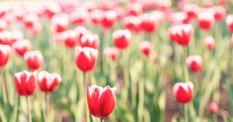Field filled with vibrant red tulips, showcasing their delicate petals and lush green foliage, illuminated by warm sunlight, creating cheerful and inviting atmosphere Banner