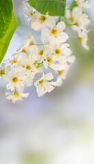 Delicate bird cherry blossoms are captured in soft focus with vibrant green leaves, creating serene atmosphere that highlights beauty of spring and nature's renewal Vertical shot with copy space