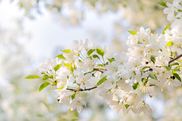 Close up view of delicate white blossoms on apple tree branches, illuminated by soft sunlight, creating serene atmosphere with lush green leaves and blurred background of nature