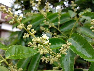 Obraz premium Longan fruit flowers on the tree.
