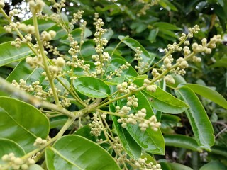 Longan fruit flowers on the tree.