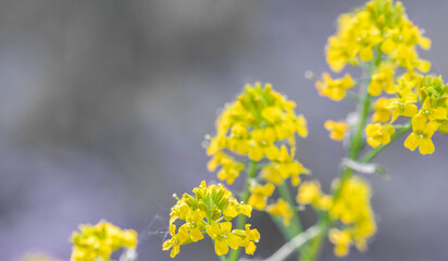 Close up of vibrant yellow wildflowers thriving in soft natural light, surrounded by blurred background that enhances their beauty, showcasing delicate petals and green stems Copy space