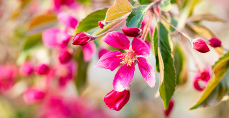 Close-up view of vibrant pink cherry tree flowers and buds on tree branches, showcasing delicate petals, lush green leaves, illuminated by soft natural light, creating serene and refreshing atmosphere