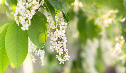 Delicate bird cherry blossoms hang gracefully from lush green leaves, creating serene atmosphere. The soft natural light enhances the beauty of the flowers and foliage, inviting tranquility and peace