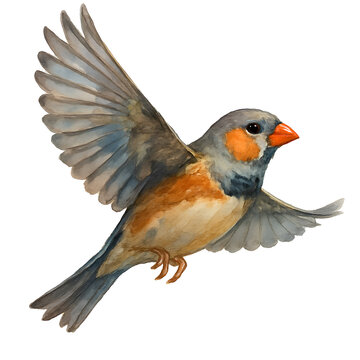 A graceful swiftlet flying in a clean white background, painted in delicate watercolor style.