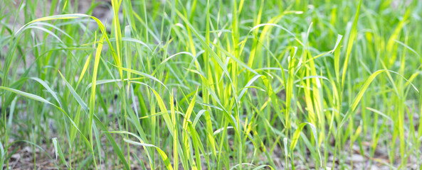 Natural banner. Vibrant green grass blades are swaying gently in warm sunlight, creating serene outdoor atmosphere, with soft focus on background enhancing natural beauty of scene