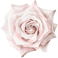 Watercolor pink rose blossom on transparent background.
