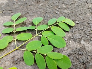 Moringa leaves (Moringa oleifera) Theme health.