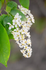 Delicate bird cherry blossoms hang gracefully from lush green leaves, creating a serene atmosphere in a natural setting, showcasing the beauty of spring and floral elegance