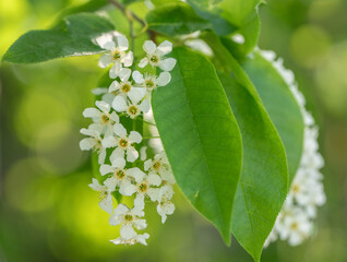 Delicate bird cherry blossoms are showcased alongside lush green leaves, creating a serene and tranquil atmosphere, illuminated by soft natural light filtering through the foliage
