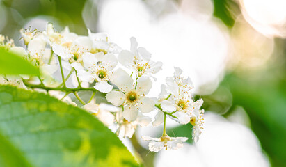 Delicate bird cherry blossoms are illuminated by soft sunlight, surrounded by vibrant green leaves, creating a serene atmosphere in a natural setting, showcasing the beauty of springtime flora