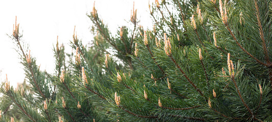 Close-up view of evergreen pine tree branches showcasing fresh growth with soft green needles, highlighting vibrant texture and natural beauty of foliage in serene outdoor setting Banner