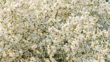 Vibrant display of white apple tree blossoms fills frame, showcasing beauty of flowering tree in full bloom during spring season, creating serene and refreshing atmosphere