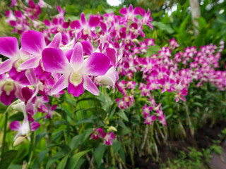 Colorful orchids, Singapore botanical garden