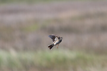 Adult Meadow Pipit (Anthus pratensis) in European grasslands