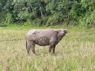 Fototapeta premium Water buffalo standing in a field. The animal is covered in mud and has a rope around its nose