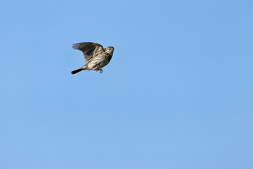 Adult Meadow Pipit (Anthus pratensis) in European grasslands
