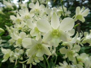 Colorful orchids, Singapore botanical garden