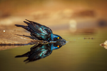 Cape Glossy Starling drinking in waterhole with reflection in Greater Kruger National park, South Africa ; Specie Lamprotornis nitens family of Sturnidae