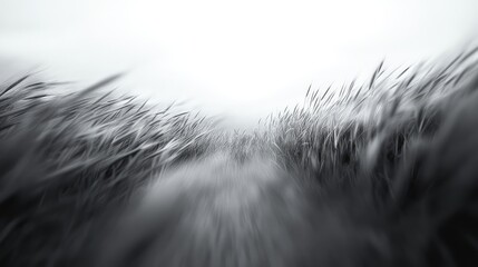 Obraz premium Tall grass swaying in wind with motion blur