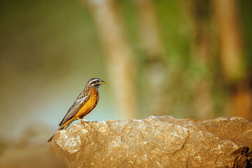 Cinnamon breasted Bunting male standing on a rock isolated in natural background in Greater Kruger National park, South Africa ; Specie Fringillaria tahapisi family of Emberizidae
