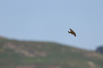 Adult Meadow Pipit (Anthus pratensis) in European grasslands