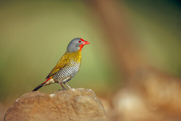 Green winged Pytilia male standing on a rock isolated in natural background in Greater Kruger National park, South Africa ; Specie Pytilia melba family of Estrildidae