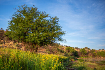 Obraz premium Paysage lacustre au lever du soleil en Namibie