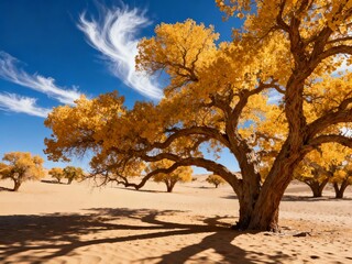 Golden trees with vibrant yellow foliage stand in a sandy desert under a clear blue sky with wispy clouds.