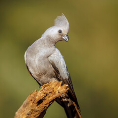 Grey go away bird sanding on a log front view in Kruger National park, South Africa ; Specie Corythaixoides concolor family of Musophagidae