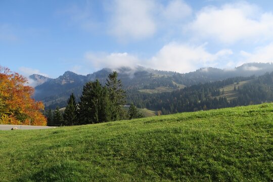 Es ist eine sonniger Herbsttag in Oberstaufen auf der Nagelfluhkette. Hinter der Wiese ist die Hochgratkette der  Allg&auml;uer Alpen zu sehen. Ein Laubbaum sieht schon herbstlich aus.
